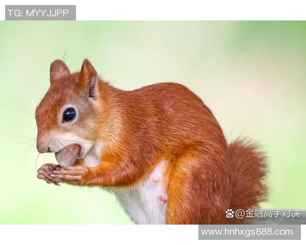 札幌冈萨与大官松鼠的精彩对决引发的热议与期待